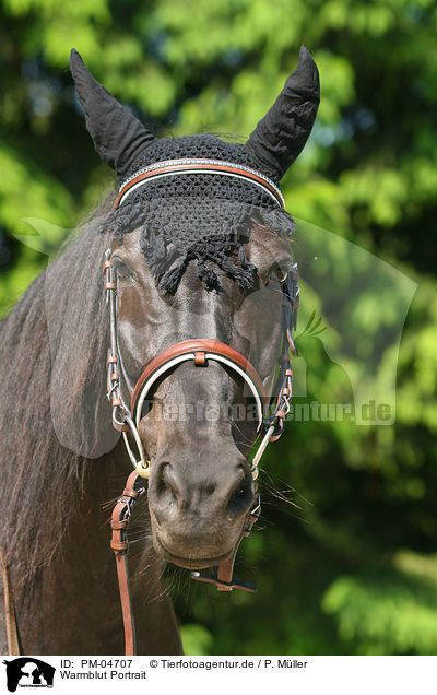 Warmblut Portrait / warmblood portrait / PM-04707