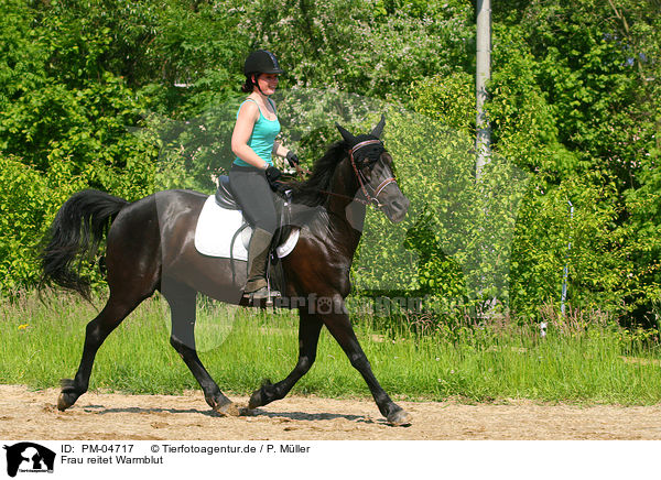 Frau reitet Warmblut / woman rides warmblood / PM-04717