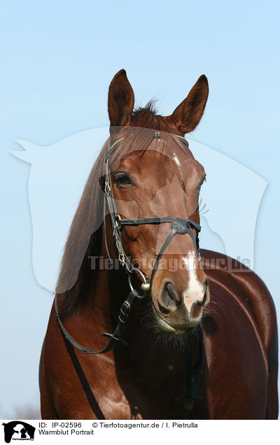 Warmblut Portrait / warmblood portrait / IP-02596