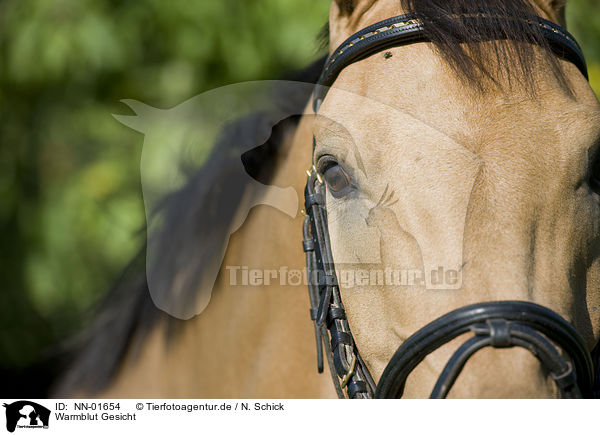 Warmblut Gesicht / warmblood face / NN-01654