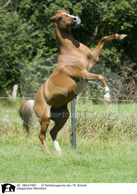 steigendes Warmblut / rising warmblood / NN-01661