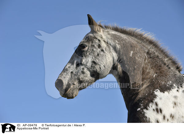 Appaloosa-Mix Portrait / Appaloosa-crossbreed Portrait / AP-09478