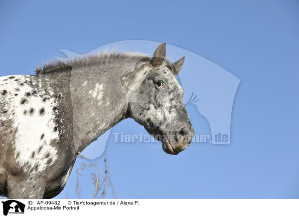 Appaloosa-Mix Portrait / Appaloosa-crossbreed Portrait / AP-09482