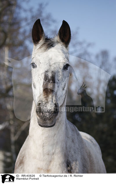 Warmblut Portrait / warmblood portrait / RR-40826