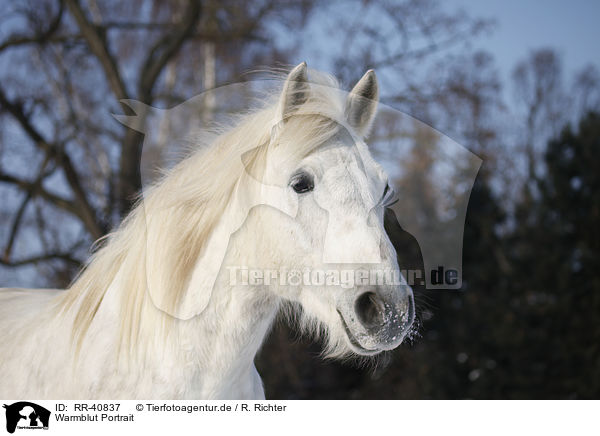 Warmblut Portrait / warmblood portrait / RR-40837