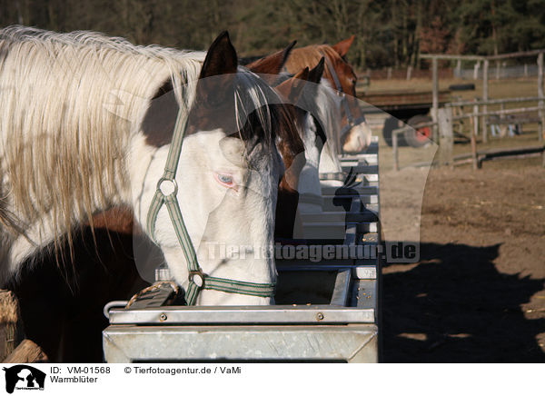 Warmblter / warmbloods / VM-01568