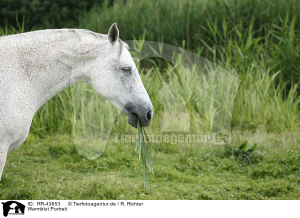 Warmblut Portrait / warmblood portrait / RR-43853