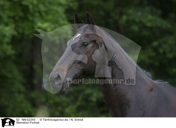 Warmblut Portrait / warmblood portrait / NN-02345