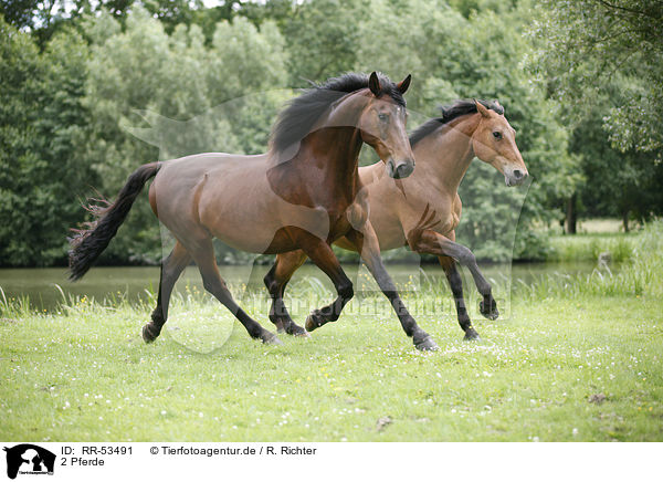 2 Pferde / 2 horses / RR-53491