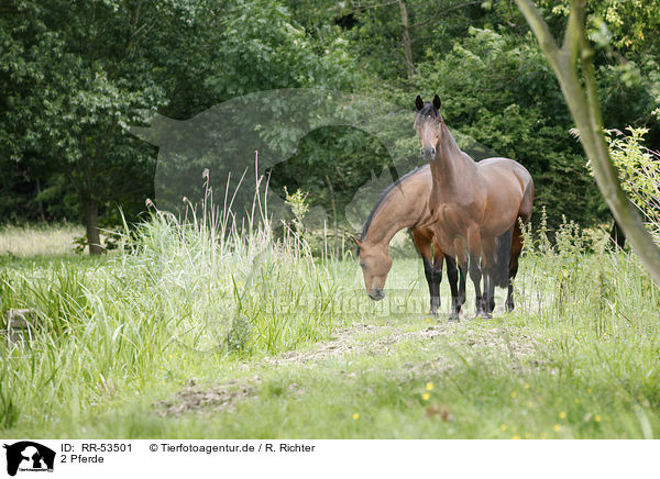 2 Pferde / 2 horses / RR-53501