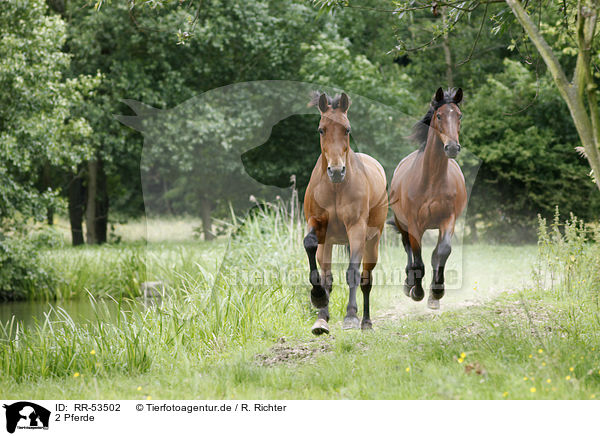 2 Pferde / 2 horses / RR-53502