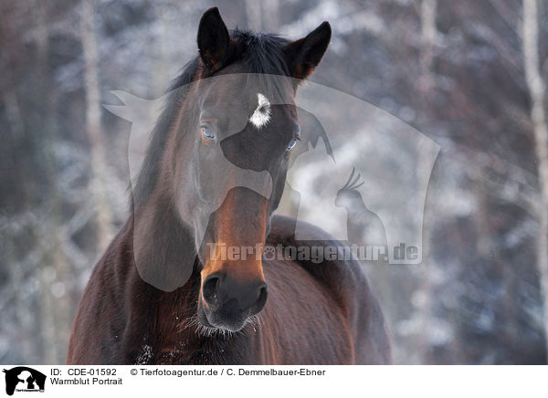 Warmblut Portrait / warmblood portrait / CDE-01592