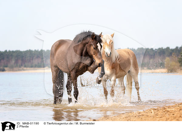 2 Pferde / 2 horses / MAB-01190