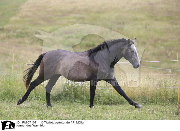 rennendes Warmblut / running Warmblood / PM-07107