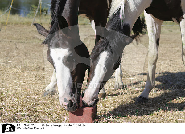 Warmblter Portrait / Warmbloods portrait / PM-07278