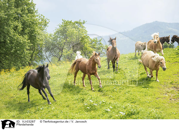 Pferdeherde / herd of horses / VJ-03287