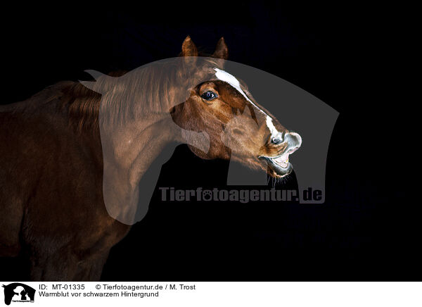 Warmblut vor schwarzem Hintergrund / horse in front of black background / MT-01335