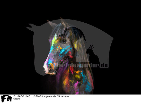 Rappe / black horse / SAD-01147