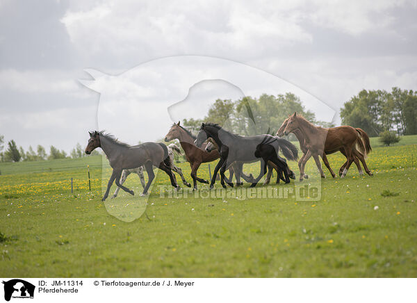 Pferdeherde / herds of horses / JM-11314