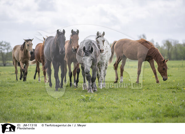 Pferdeherde / herds of horses / JM-11318