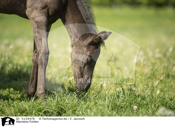 Warmblut Fohlen / warmblood foal / VJ-04478