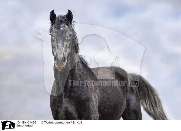 Junghengst / young stallion / BK-01499