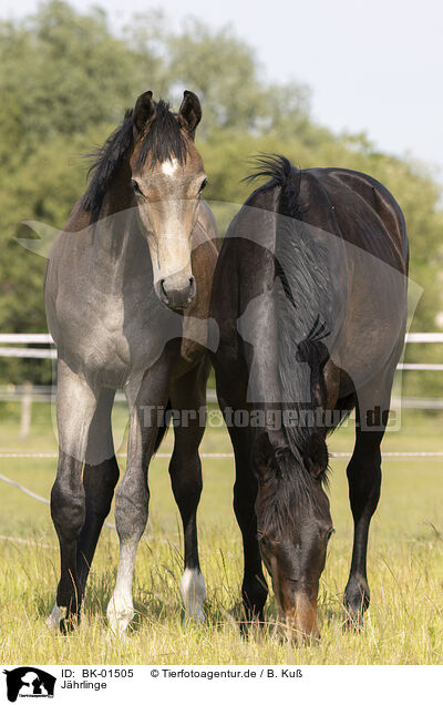 Jhrlinge / yearlings / BK-01505