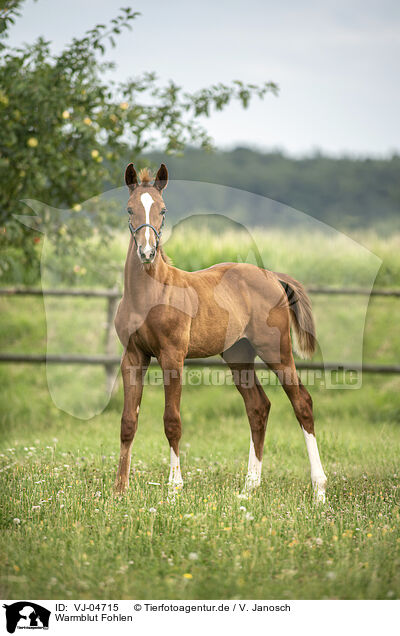 Warmblut Fohlen / warmblood foal / VJ-04715