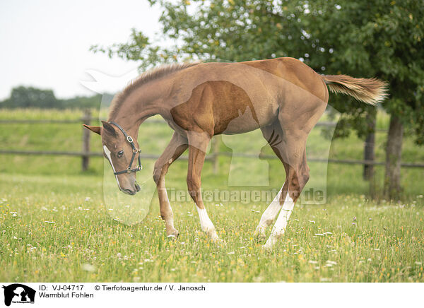 Warmblut Fohlen / warmblood foal / VJ-04717