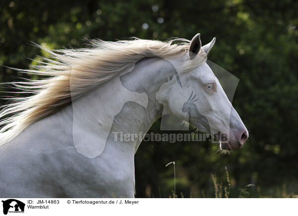 Warmblut / warmblood / JM-14863