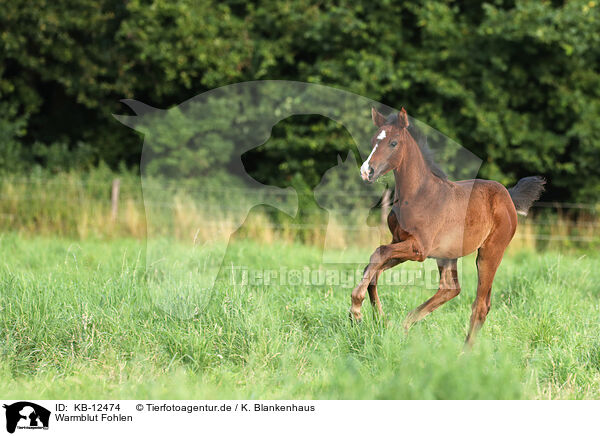 Warmblut Fohlen / KB-12474