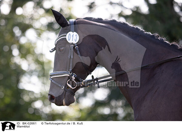 Warmblut / warmblood / BK-02661