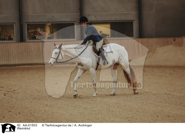 Warmblut / warmblood / AA-01503