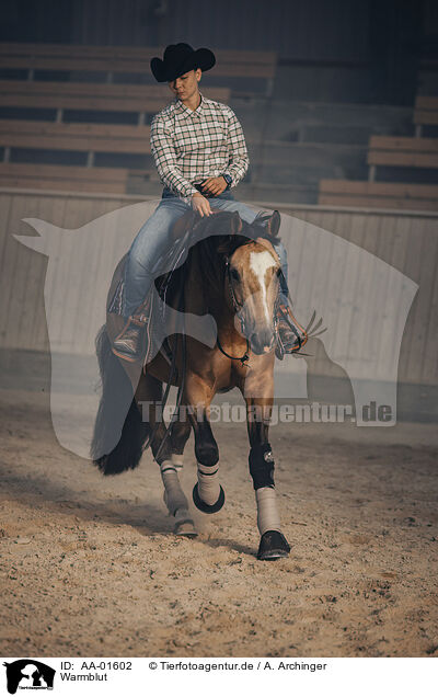 Warmblut / warmblood / AA-01602