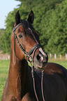 Warmblut Portrait