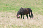 Pferd auf der Weide