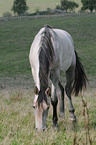 Pferd auf der Weide