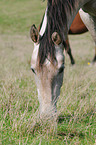 Pferd auf der Weide