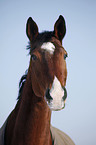 Warmblut Portrait