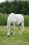 grasendes Warmblut