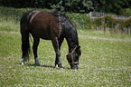 grasendes Schweres-Warmblut-Friese-Mix