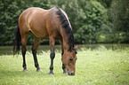 grasendes Warmblut