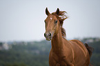 Fuchs Portrait