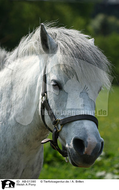 Welsh A Pony / Welsh A Pony / AB-01390