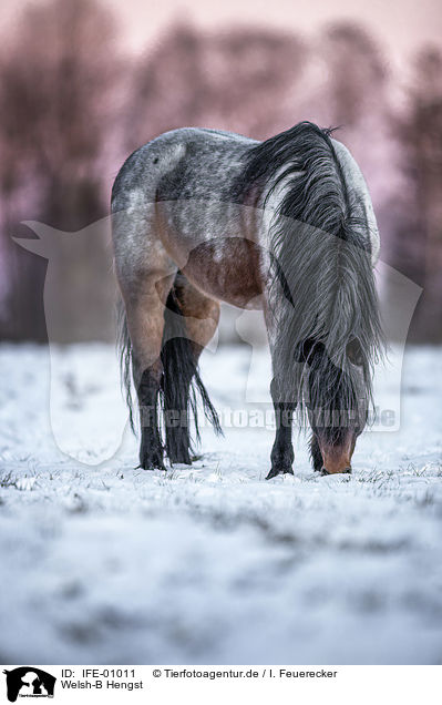 Welsh-B Hengst / Welsh-B stallion / IFE-01011