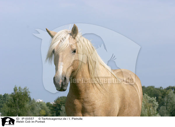 Welsh Cob im Portrait / Welsh Cob Portrait / IP-00557