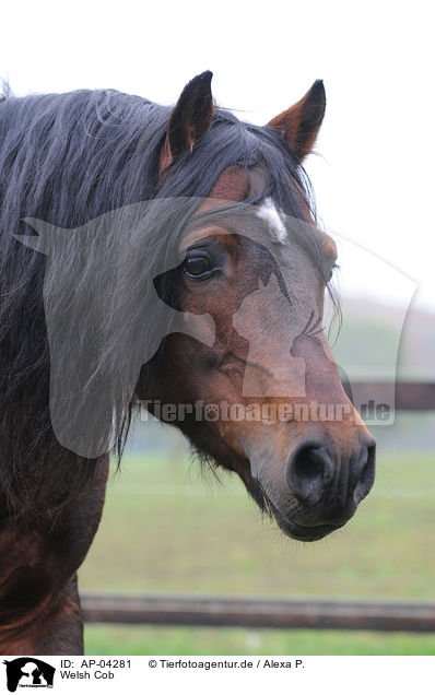 Welsh Cob / Welsh Cob / AP-04281