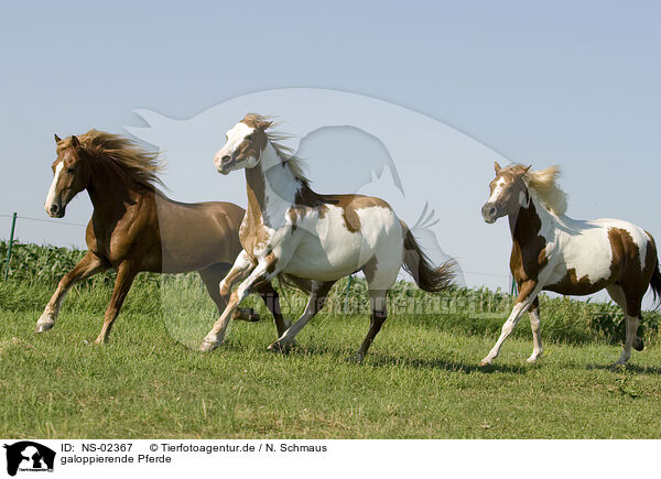 galoppierende Pferde / galloping horses / NS-02367