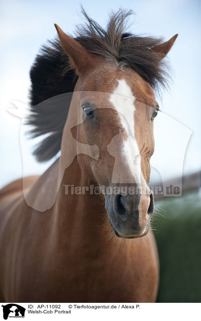 Welsh-Cob Portrait / Welsh-Cob Portrait / AP-11092