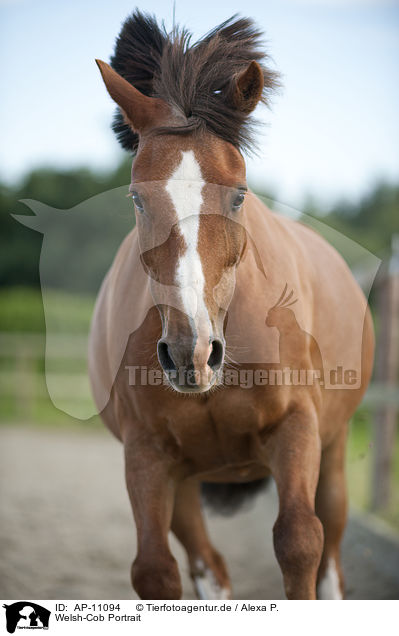 Welsh-Cob Portrait / Welsh-Cob Portrait / AP-11094